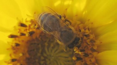 Suyun içinde renkli mürekkep damlaları ve fotokopi alanı. Su altında dönen mürekkepli bulut. 4k