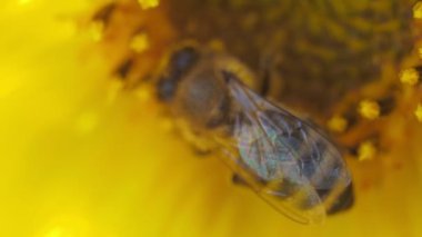 Suyun içinde renkli mürekkep damlaları ve fotokopi alanı. Su altında dönen mürekkepli bulut. 4k