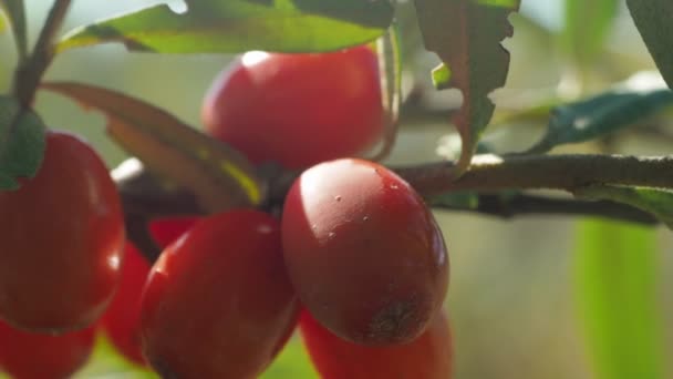 Sammlung Von Sanddornbüschen Sanddornbeeren Strauch Große Gelbe Sanddornbeeren Reife Sanddornernte — Stockvideo