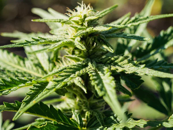 Nahaufnahme Medizinischer Cannabis Weibchen Mit Sichtbaren Haaren Und Trichomen Pflanze — Stockfoto