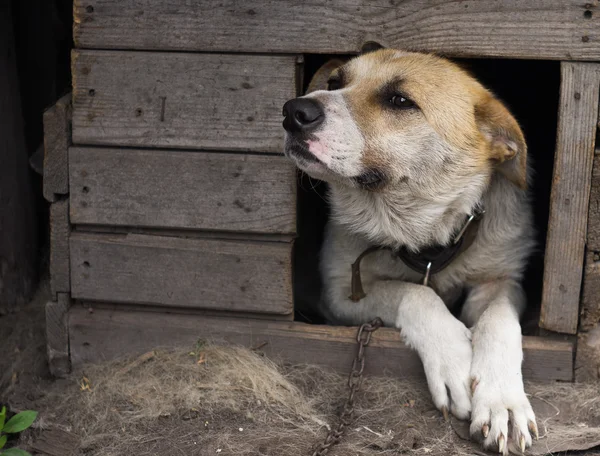 Dog in doghouse — Stock Photo, Image