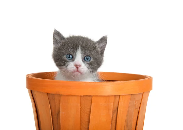 Close Gatinho Cinza Branco Que Atinge Pico Uma Cesta Madeira — Fotografia de Stock