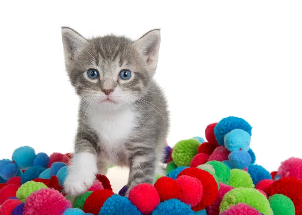 Adorable Gatito Gris Blanco Pie Una Pila Bolas Hilo Colores —  Fotos de Stock