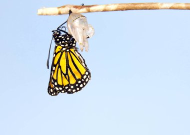 Bir Kral Kelebeği 'ne yaklaş, koza üzerinde sallanıyor, kanatları yavaşça genişliyor, tamamen genişliyor, ama henüz açılmıyor. Açık mavi arkaplan.