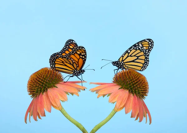 Dos Mariposas Monarca Cara Cara Flores Cono Uno Frente Otro —  Fotos de Stock