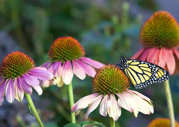 Monarcha Motyl Pastelowy Kolorowy Coneflower Ogrodzie Kwiatów — Zdjęcie stockowe