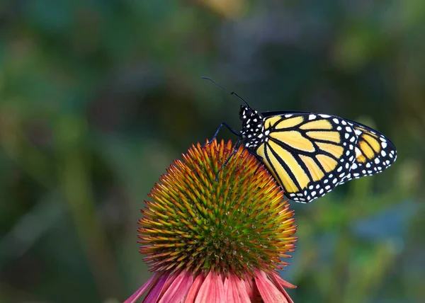 Farfalla Monarca Coneflower Color Pastello Nel Giardino Fiorito — Foto Stock