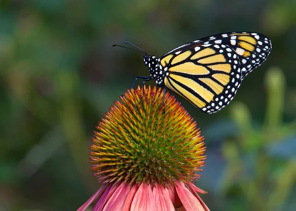 Monarcha Motyl Pastelowy Kolorowy Coneflower Ogrodzie Kwiatów — Zdjęcie stockowe