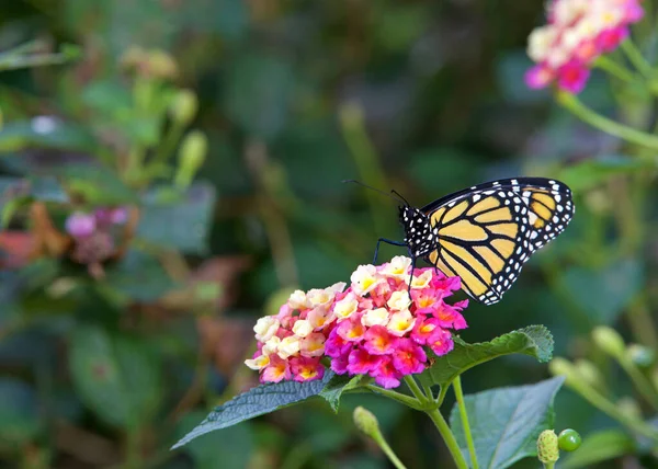Monarcha Motyl Różowe Żółte Kwiaty Lantana — Zdjęcie stockowe
