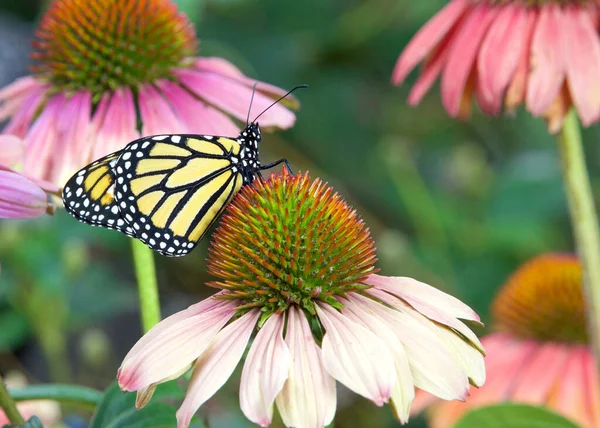 Monarchfalter Auf Pastellfarbenem Sonnenhut Blumengarten — Stockfoto