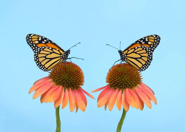 Dwa Motyle Monarchy Twarzą Twarz Stożkowych Kwiatach Zwróconych Sobie Jeden — Zdjęcie stockowe