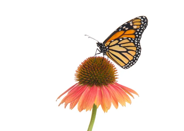 Zamknij Się Jedną Kobietą Monarch Motyl Szczycie Różowy Brzoskwiniowy Kwiat — Zdjęcie stockowe
