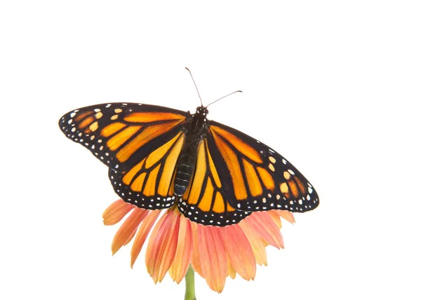 Großaufnahme Eines Weiblichen Monarchfalters Mit Offenen Flügeln Auf Einer Rosafarbenen — Stockfoto