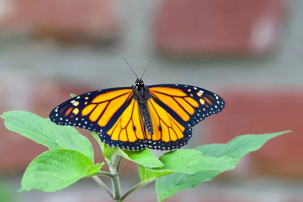 Una Farfalla Monarca Maschio Con Ali Spalancate Appoggiata Fresche Foglie — Foto Stock