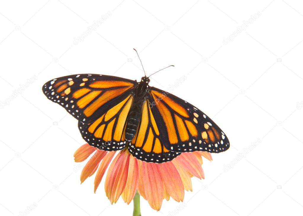 Close up of one female Monarch butterfly with wings open on top of a pink and peach colored cone flower. Top view isolated on white.