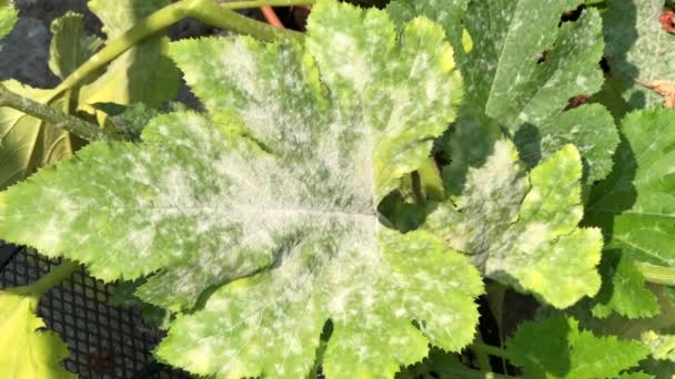 4K HD-Video Pulver Mildew på Zucchini blad — Stockvideo