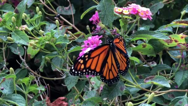 4K HD Vídeo Monarca Mariposa en flores de lantana — Vídeo de stock