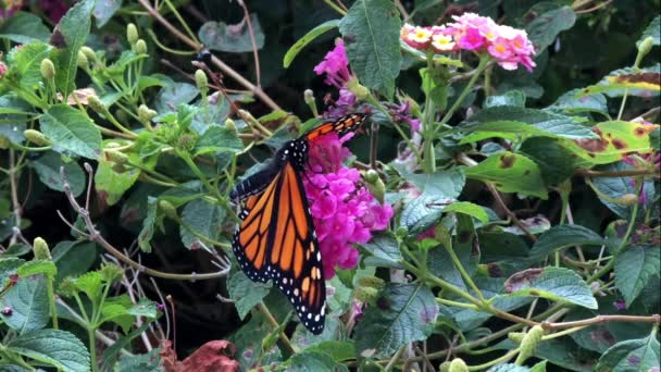 4K HD Vídeo Monarca Mariposa en flores de lantana — Vídeo de stock