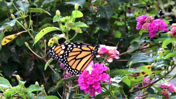 Vídeo em HD 4K Monarca Borboleta em flores lantana — Vídeo de Stock