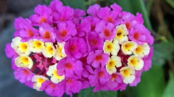 4K Vídeo HD Zoom en una hormiga en pequeñas flores de lantana — Vídeo de stock