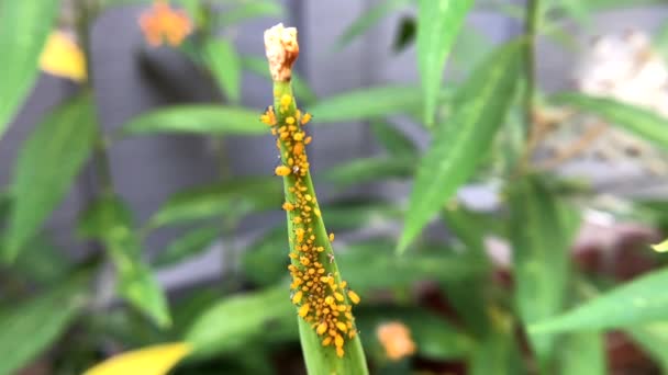 4K HD-видео Zooming in on Thids on milkweed — стоковое видео