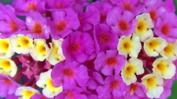 Βίντεο 4K HD Zooming από λουλούδια Lantana — Αρχείο Βίντεο