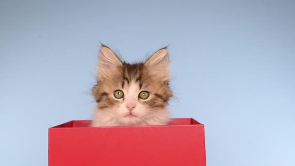 HD Video Kitten пик над верхней частью красной коробки — стоковое видео