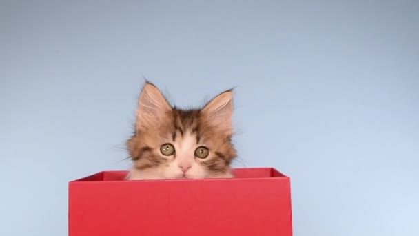 HD Video Kitten здіймається над червоним ящиком. — стокове відео