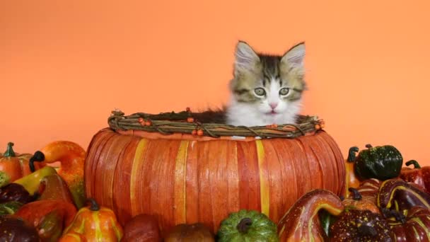 HD Video Kitten _ Autumn Gourds — Stock video