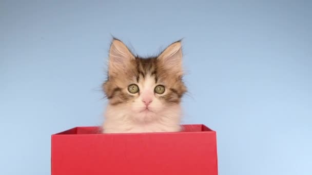 HD Video Kitten peaking out of a red box — Stock video