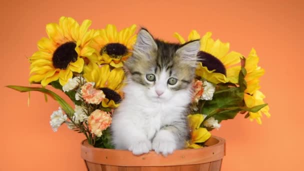 HD Video Kitten v podzimním koši — Stock video