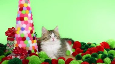 İplik yumakları ve Noel ağacı olan HD Video Kediciği