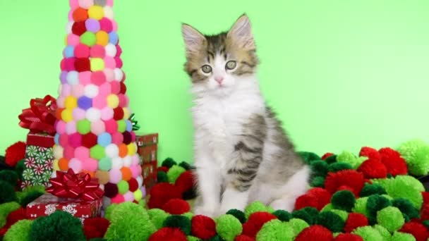 Котенок с прядильными шариками и елкой — стоковое видео
