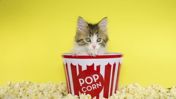 HD Video Kitten in Popcorn emmer — Stockvideo