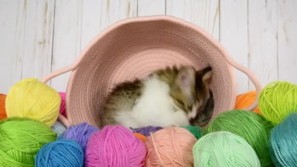 HD Video Kitten σε καλάθι με νήματα — Αρχείο Βίντεο