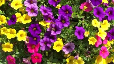Petunias 'ta 4K HD Video Bal Arısı 