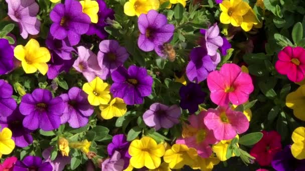 4K HD de vídeo La miel de la abeja en Petunias — Vídeos de Stock