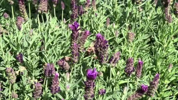 4K HD видео Honey Bees on Lavender — стоковое видео