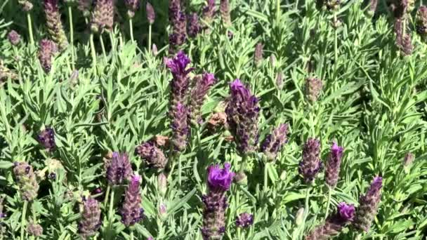 4K Vídeo HD Abejas de miel en Lavanda — Vídeo de stock