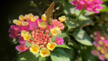 4K HD Video Kelebeği