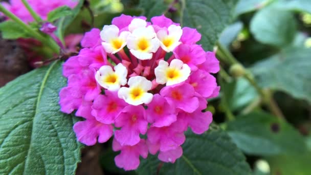 4K HD Vídeo Flores de Lantana — Vídeo de stock