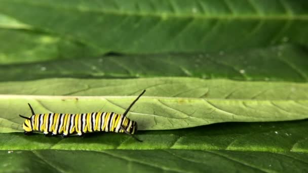 Vídeo em HD 4K Monarch Caterpillar — Vídeo de Stock