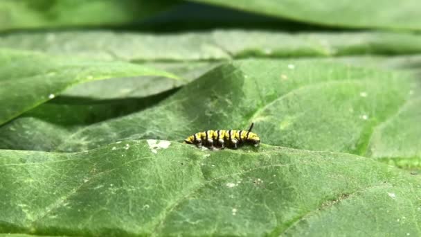 Vídeo em HD 4K Monarch Caterpillar — Vídeo de Stock