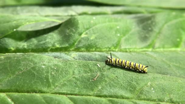 4K HD Video Monarch Caterpillar — стоковое видео