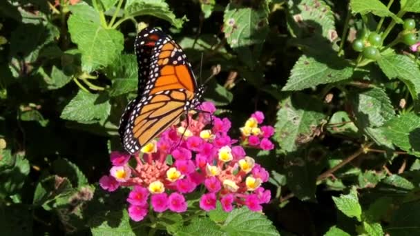 4K HD wideo Monarcha trzepotanie skrzydła pętli materiał — Wideo stockowe