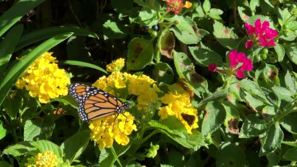 4K HD Video Monarca con patrón de mariposa — Vídeo de stock