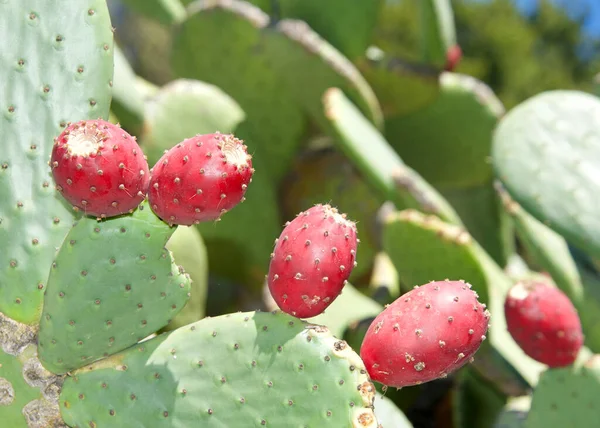 Close up of Prickly Pear cactus fruit on the cacti. The fruit of prickly pears is edible, but it must be peeled carefully to remove the small spines on the outer skin before consumption.