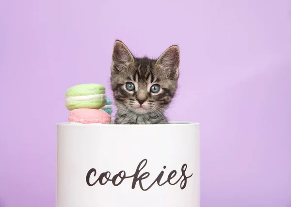 Close One Adorable Tabby Kitten Peeking Out Porcelain Cookie Jar — Stock Photo, Image
