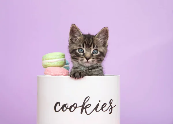 Close One Adorable Tabby Kitten Peeking Out Porcelain Cookie Jar — Stock Photo, Image