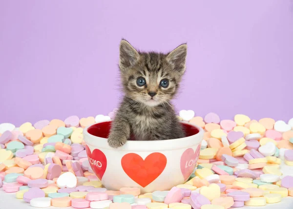 小さなタビー子猫がバレンタインのテーマのボウルに座っていて 心はキャンディーの心に囲まれています コピースペース付き紫の背景 — ストック写真